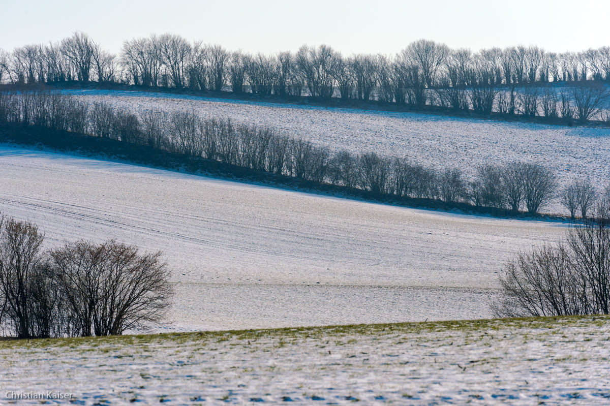 Winterliche Knicklandschaft mit Schnee