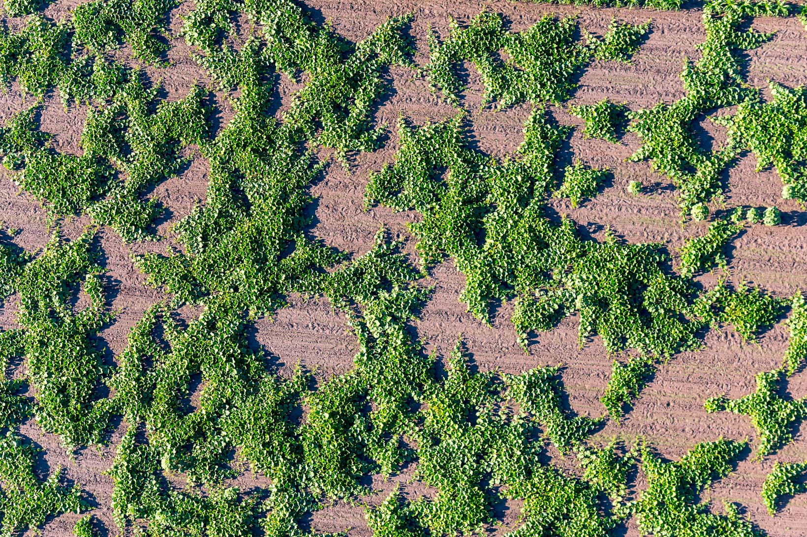 Luftbild von Endmoraenen auf dem Geestruecken