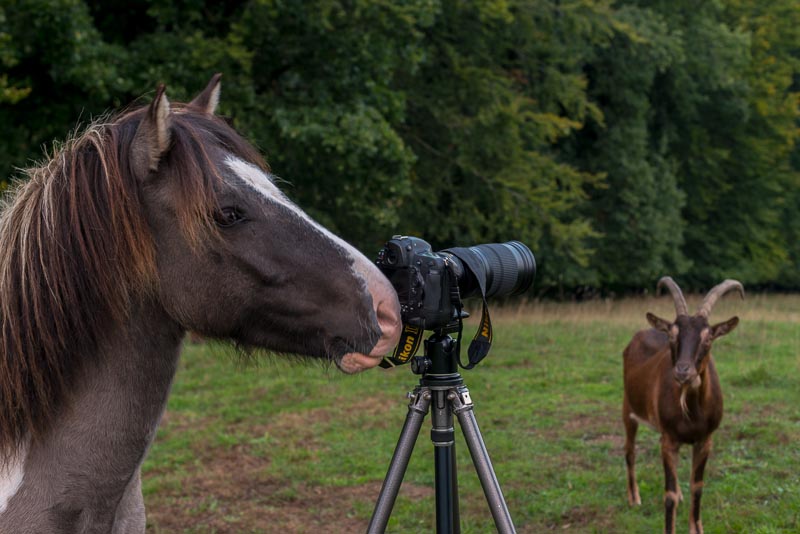 Pony and Camera