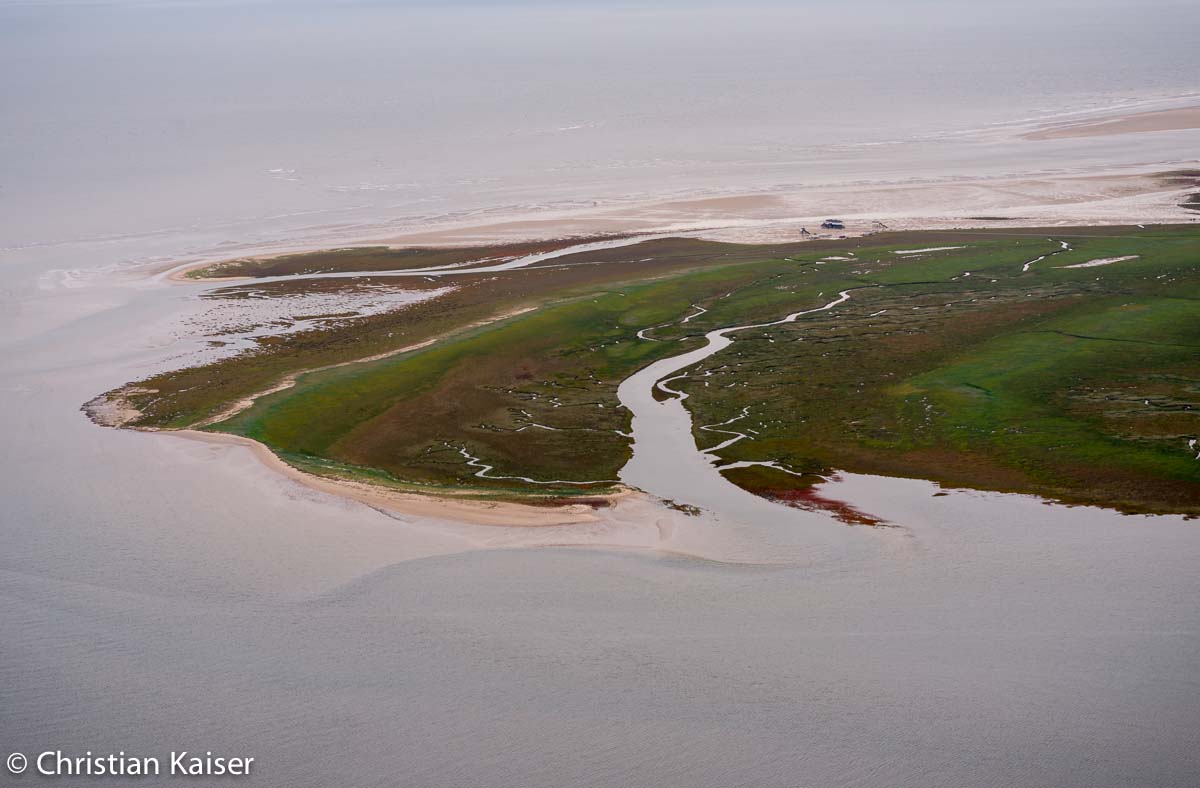 Deichvorland von Eiderstedt