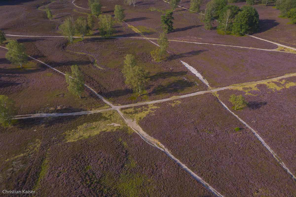 after the glacial period, Weichselian glacial, Heather-flower, Dunes. 