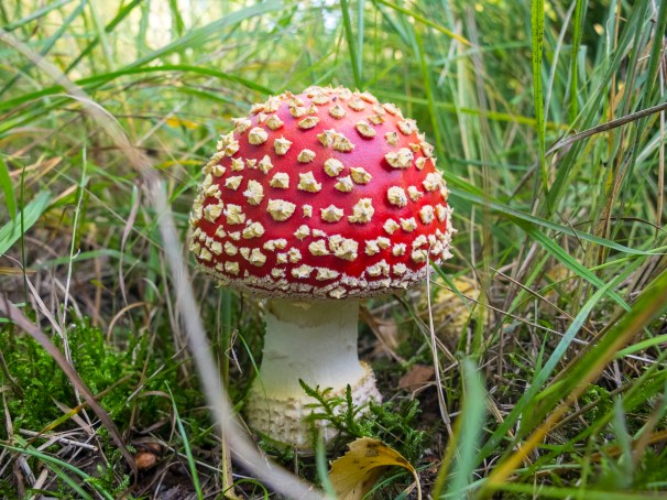 Den giftigen Fliegenpilz kennt jedes Kind