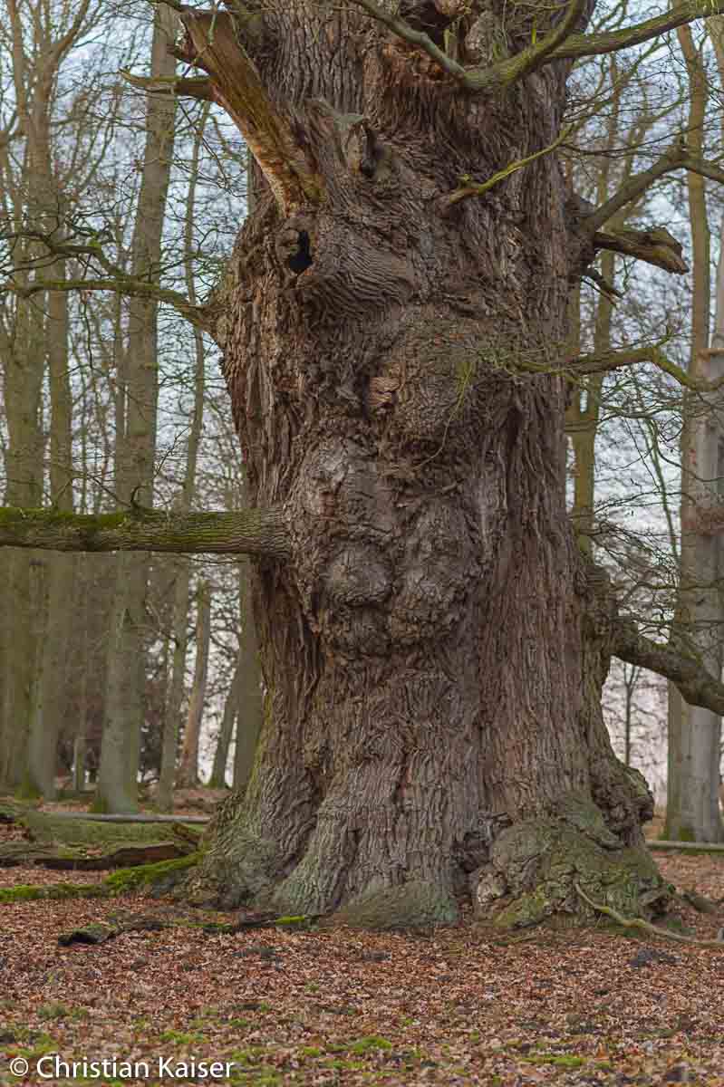 1000 years old the oaks of Ivenack