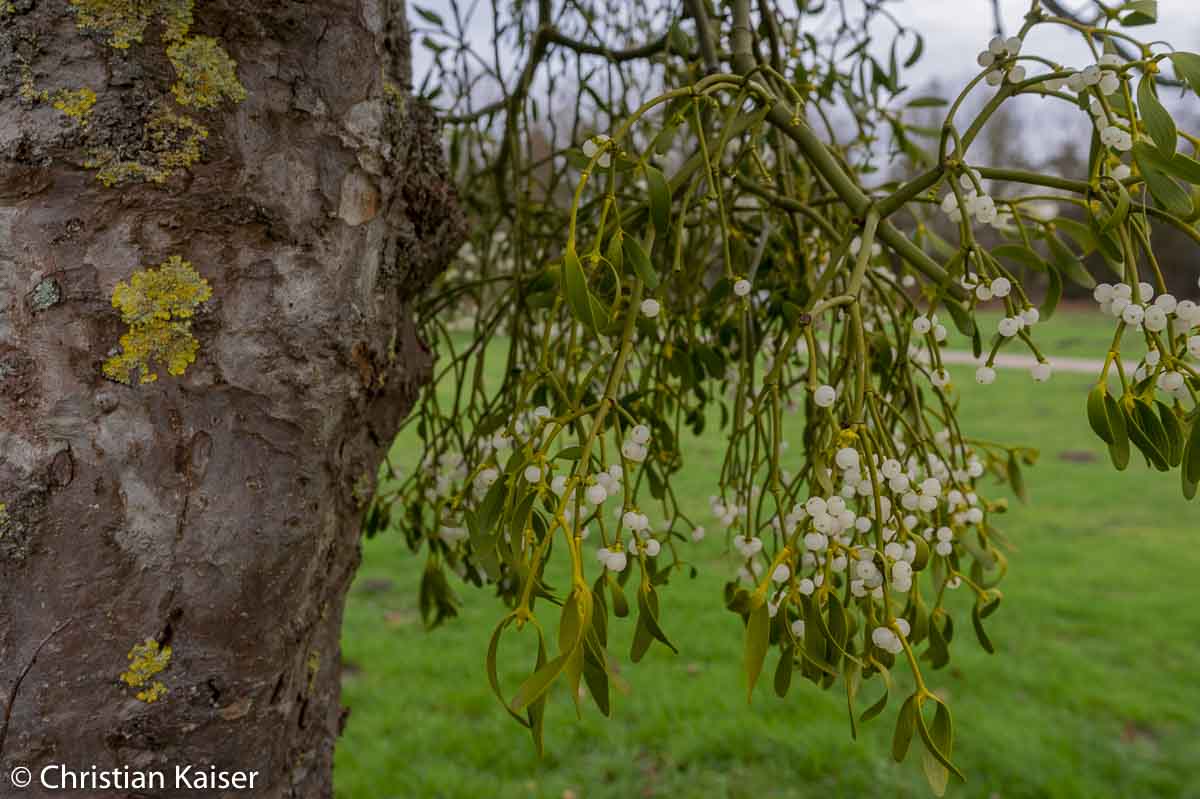 mistletoe in apple tree