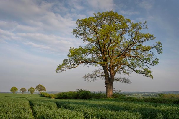 Eichen im Knick werden in Schleswig-Holstein auch Überhälter genannt
