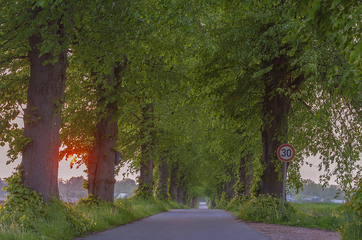 Lindenalleen bilden repräsenative Zufahrten zb zu Gutshäusern und Schlössern 