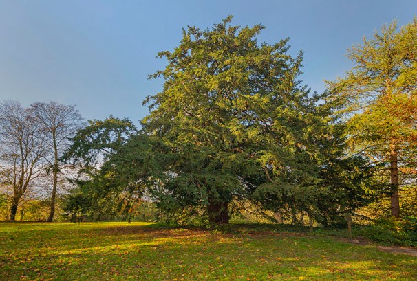 Die Eibe von Flintbek ist über 800 bis 100 Jahre alt, aber noch vital