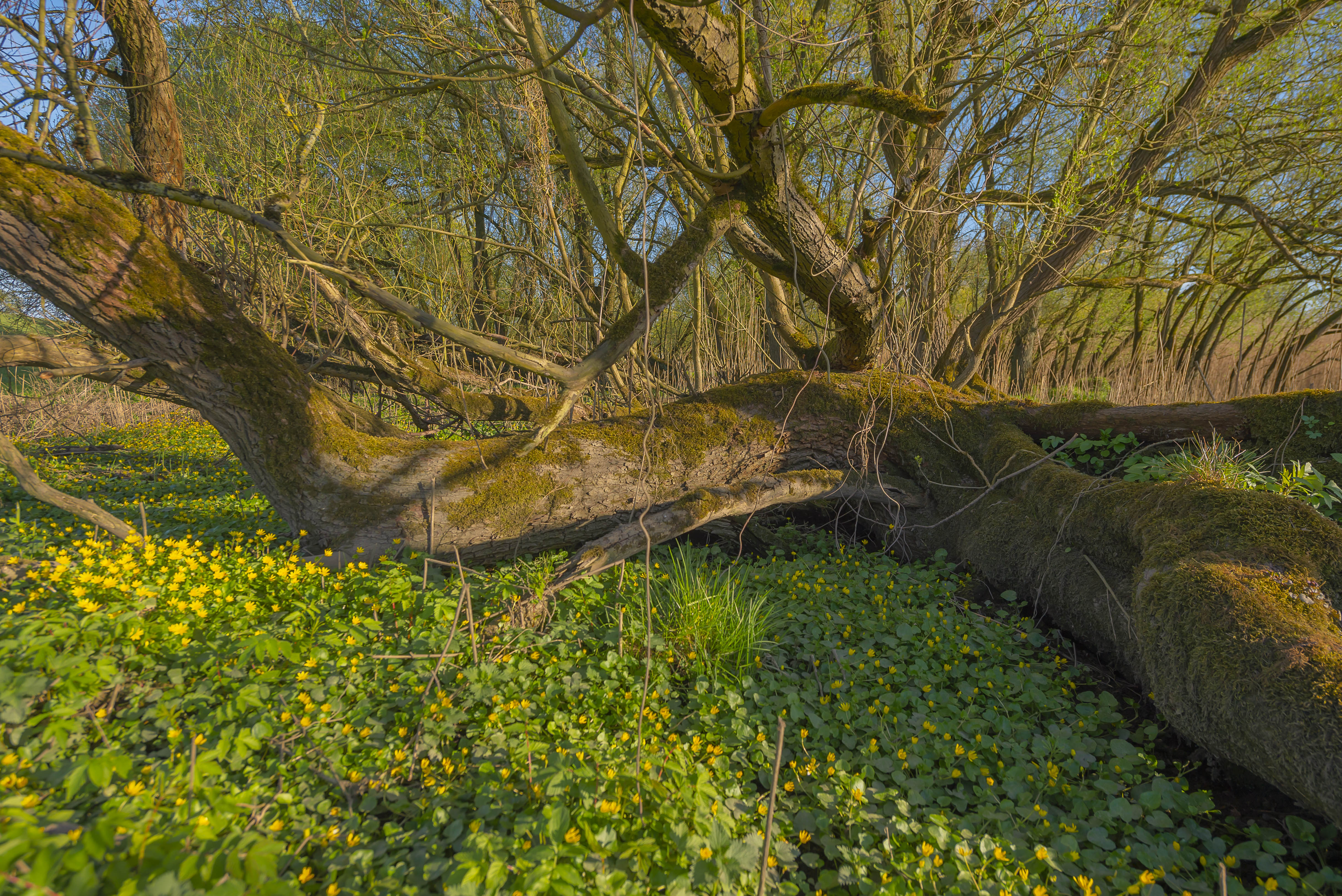 floodplain forest, riverside forest 
