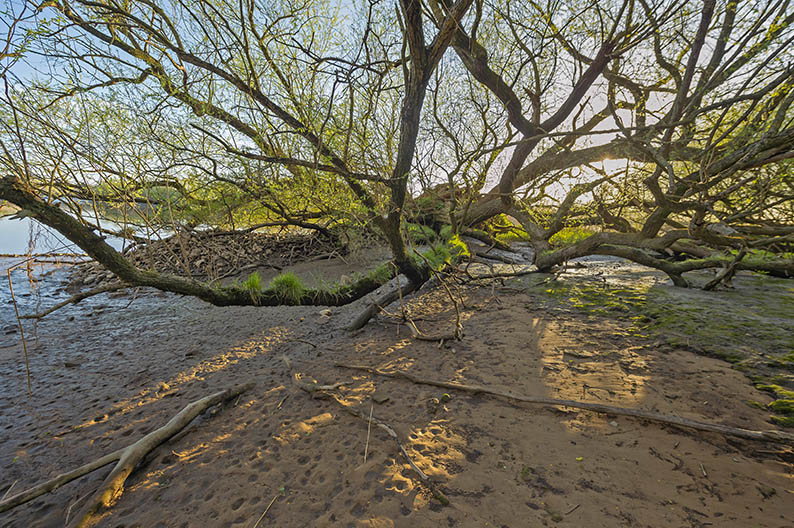 Auenwald, Silberweide, Strand, Elbstrand, Sandeinspülung, Weichholzauwald, Elbe, Heuckenlock,
floodplain forest, nature, sanctuary, 
riverside forest 
Naturschutz