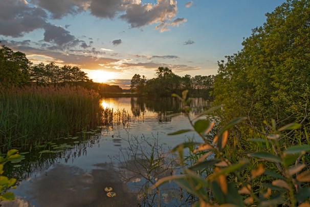 Erlen und Weiden am See im Biosphärenreservat Schaalsee