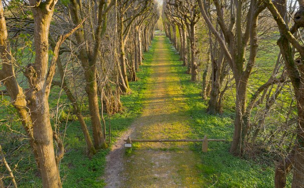 Linde, Baum, Natur, nature, trees