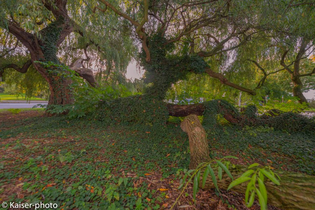 Wildwuchs Silberweide in Hamburg