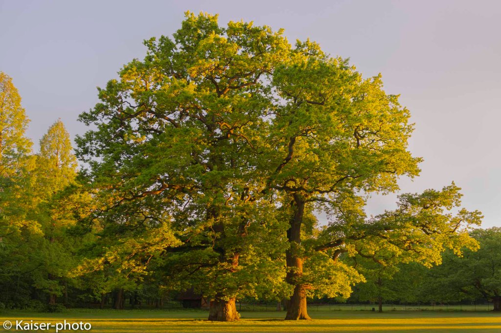 two old oak trees