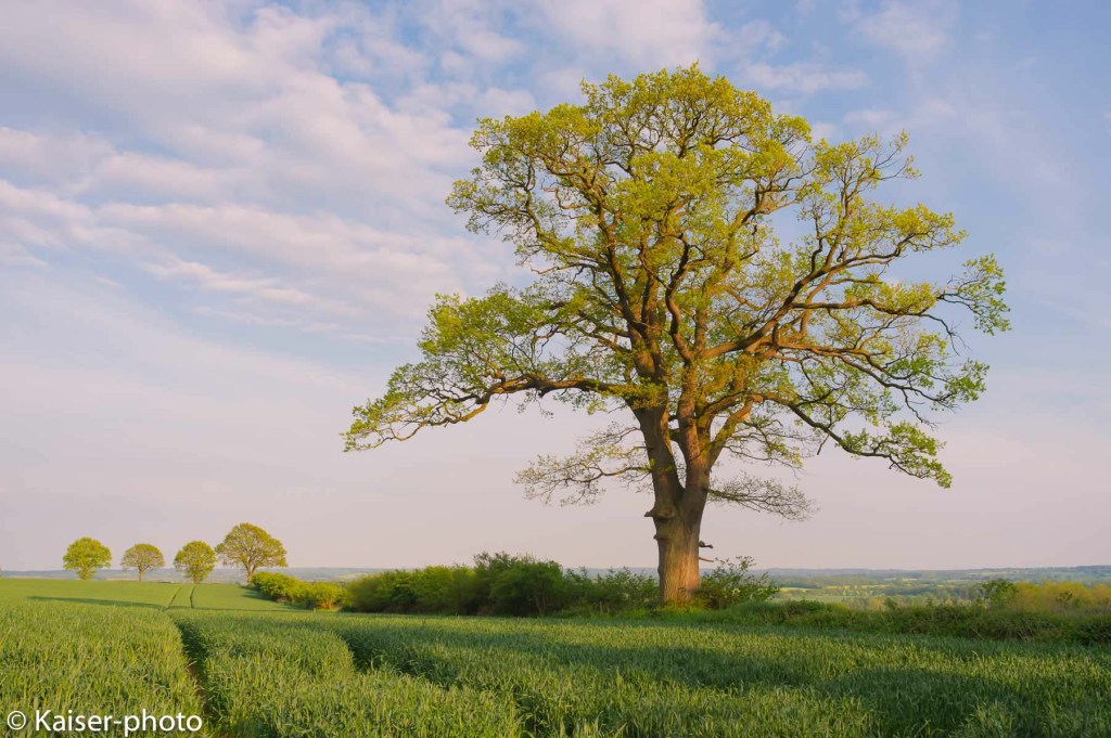 Eiche, Stieleiche, Ueberhaelter, Knickeiche, Knick, Quercus robur, Quercus pedunculata, Oak tree, Baum, 