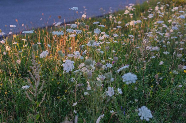 Blick auf eine artenreiche blühende Wiese mit Schafgarbe, Klee, wilder Möhre etc.
