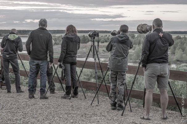 Photographers and wolf friends watch every movement in the renatured pit of the lignite opencast mine