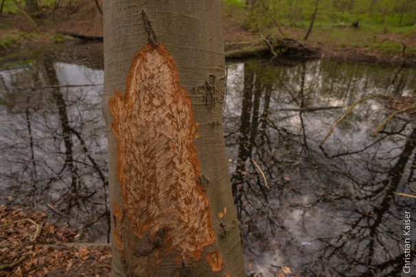 kettle hole in the forest near Schilde river with beaver works
