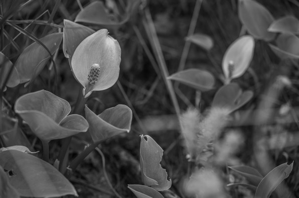 Calla palustris florens