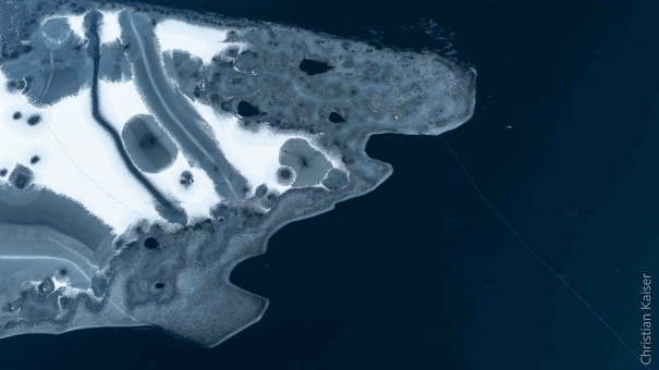 seal with open mouth